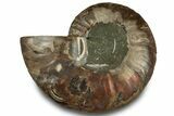 Cut & Polished Ammonite Fossil (Half) - Crystal Pockets #323309-1